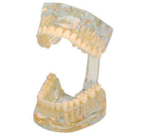 [355641] Modèle d'étude transparent 355 641 - Hager & Werken - Delynov